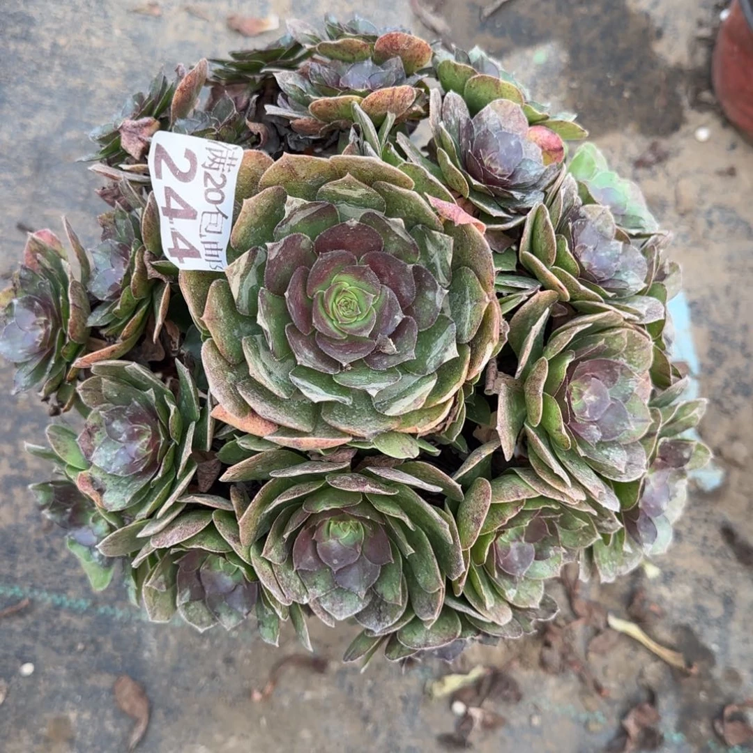 沙拉万244满20包邮断枝不包瑕疵