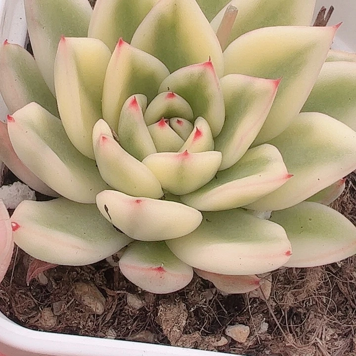 梦*多肉植物多肉植物