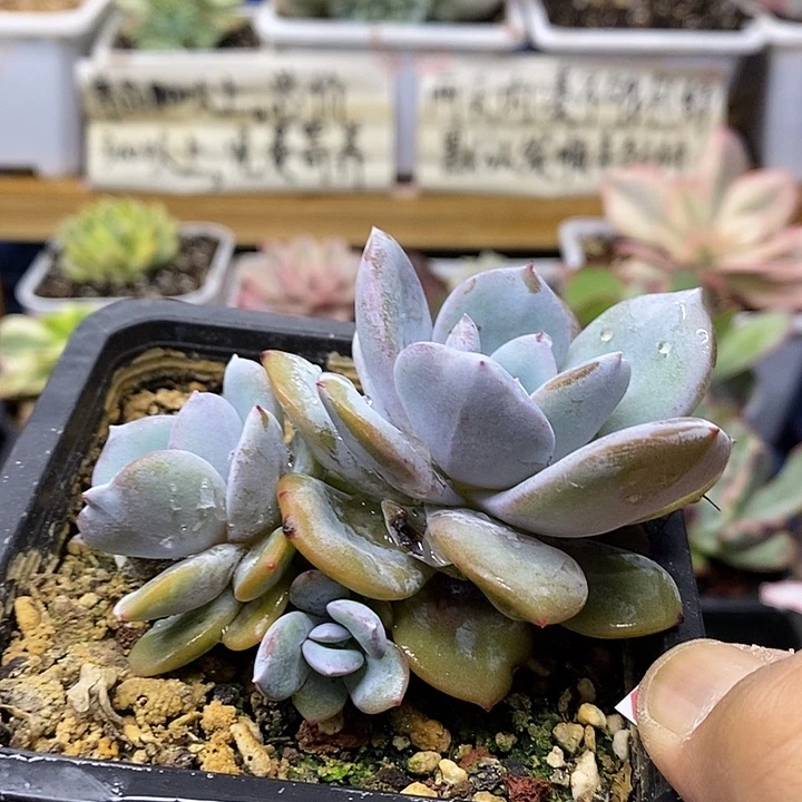 0217 正版奶茶 3 头