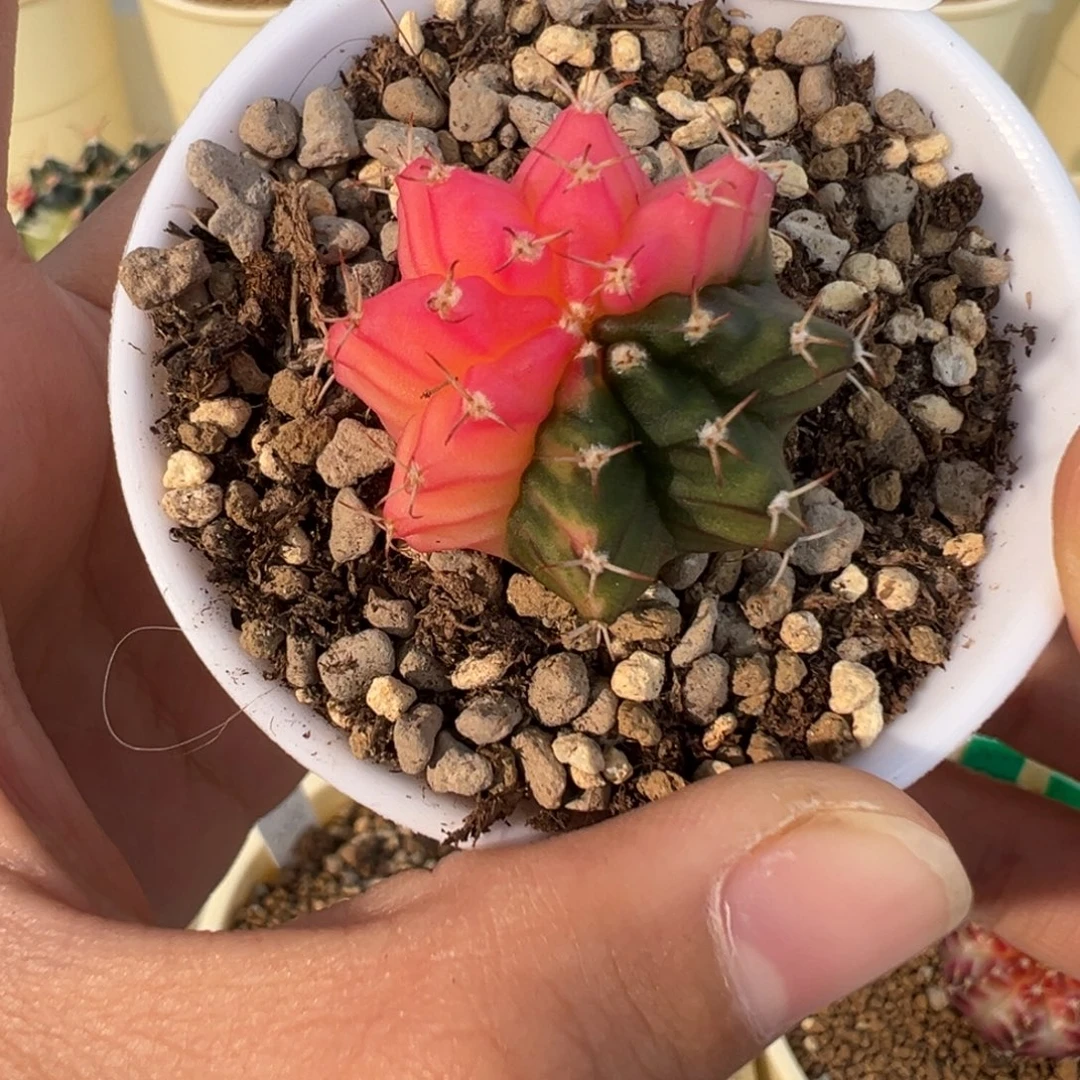 418 好看的米哈冲冲冲