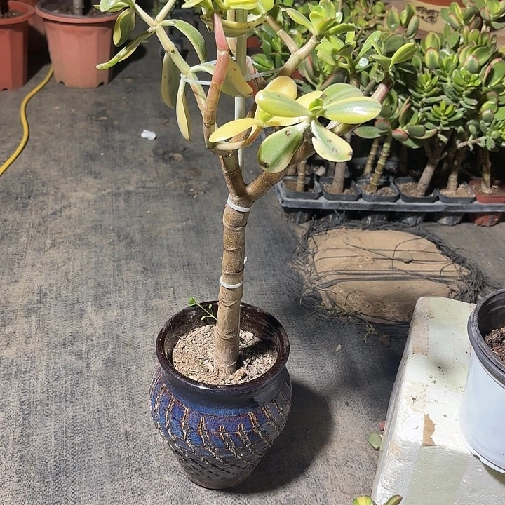 辉***哥当前无花栽培后可以开花老花175