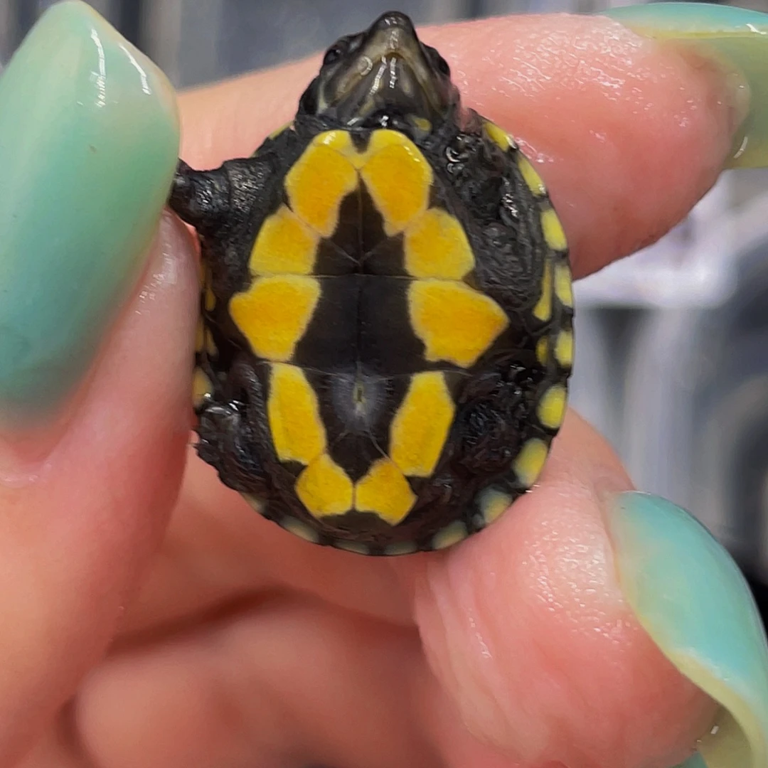 蛋龟母不分公母567898