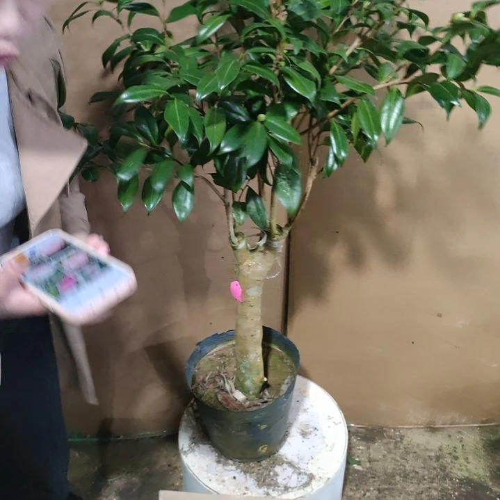 829雅子，原盆原土发货，不包邮