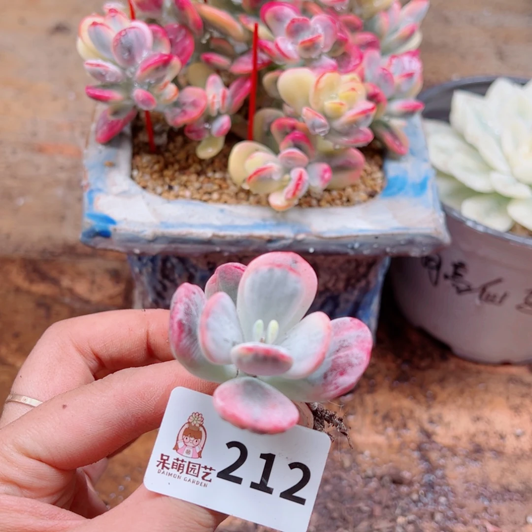 千****?多肉植物多肉植物