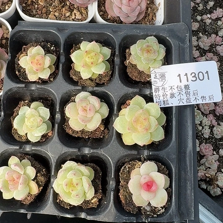 如图11301优选麦芽珍妮穴盘苗12一份不售后