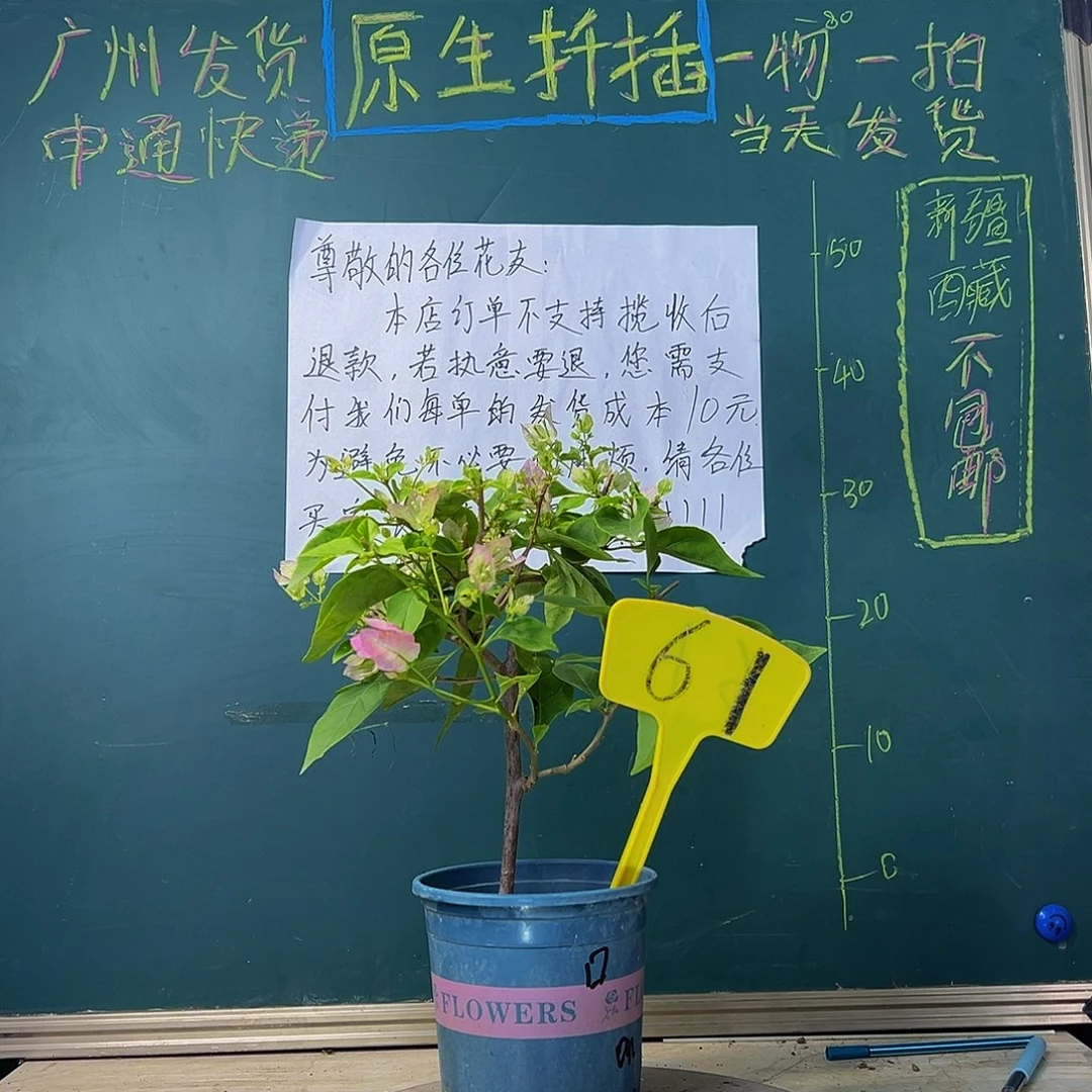 当前无花栽培后可以开花口红 61