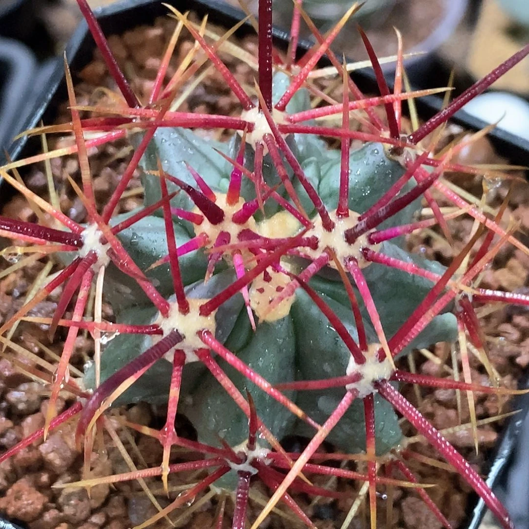 孤品实生特选株狂刺赤冠龙6.8cm