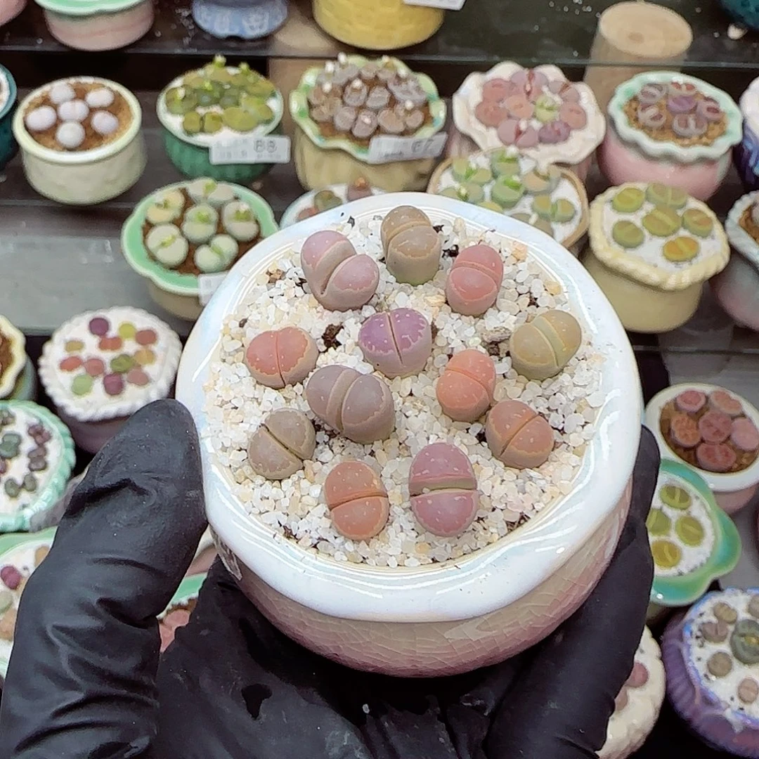 生石花满18包邮1113-96