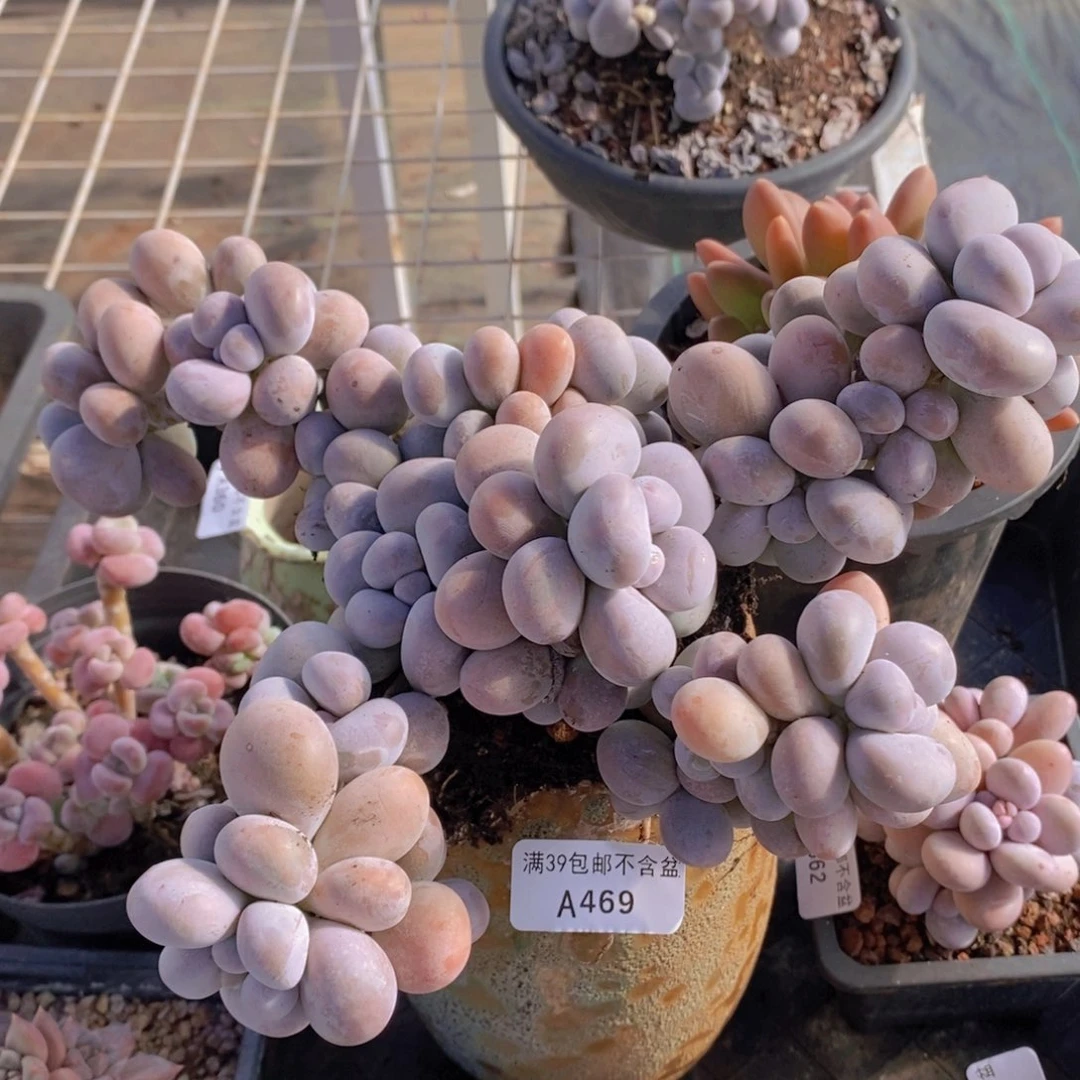 芭比奶洛20cm469多肉植物