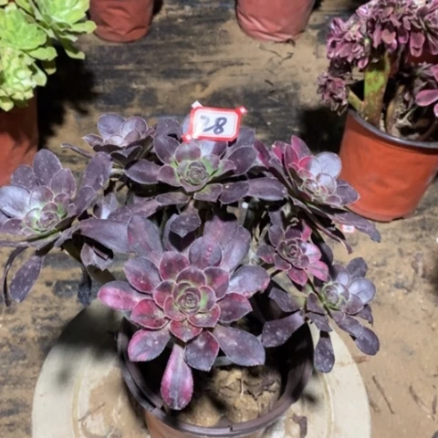 花蝴蝶捧花一物一拍
