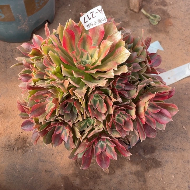 217光辉多肉12344678多肉