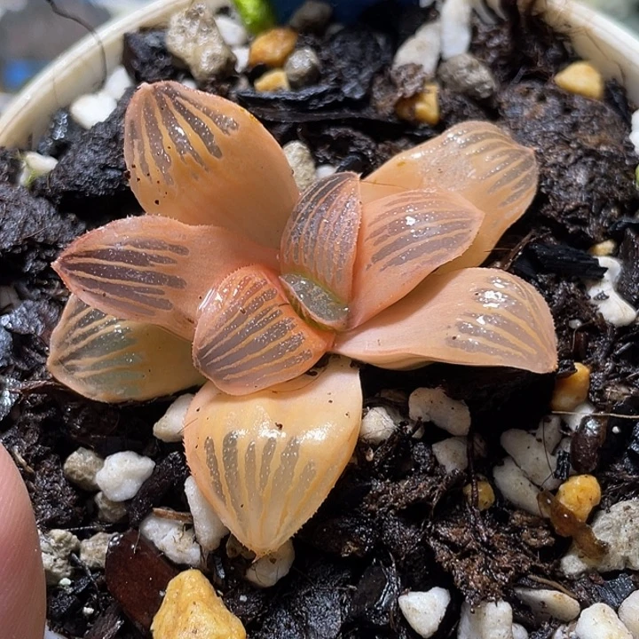 610糊斑夜想锦特选福利