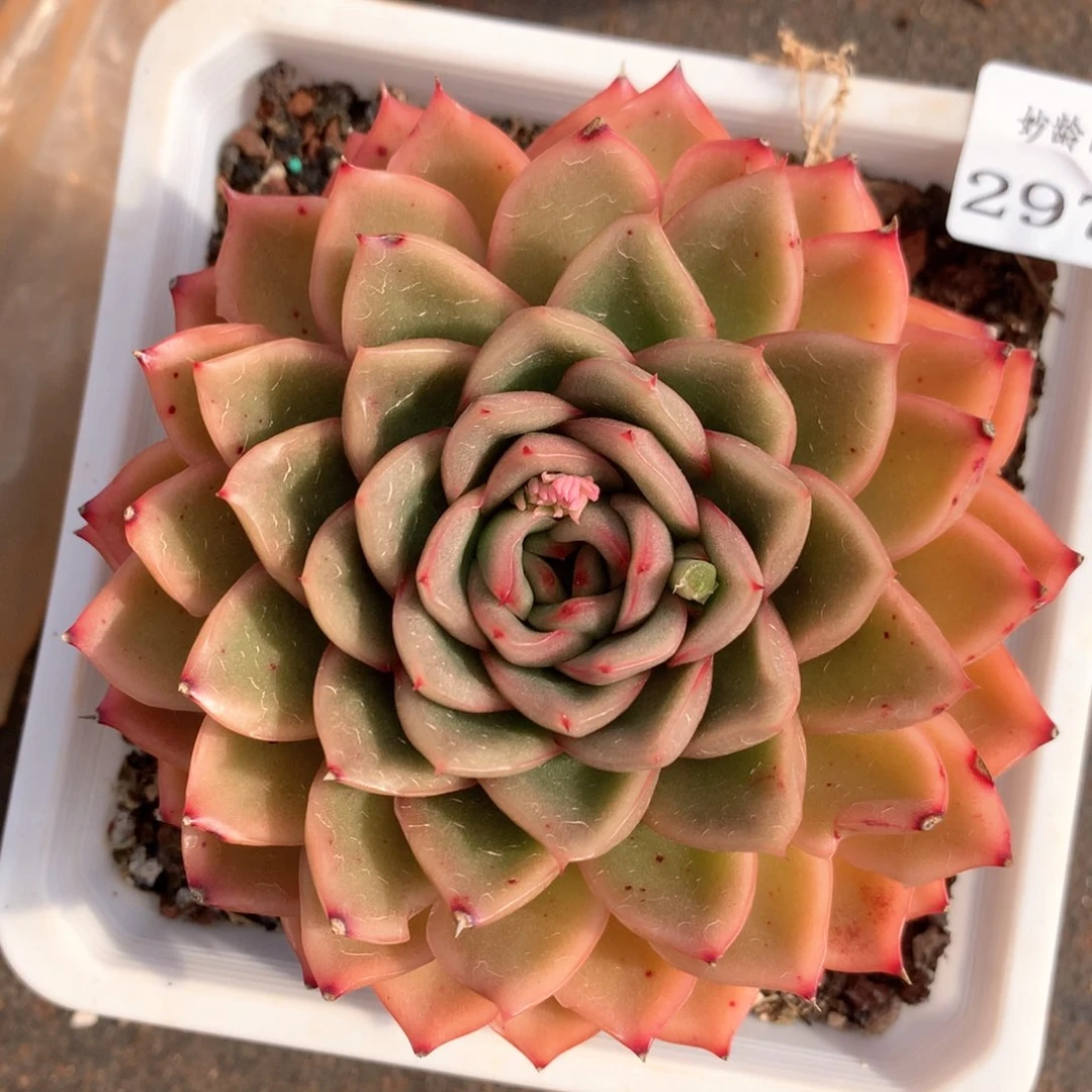 2974杂交多肉植物