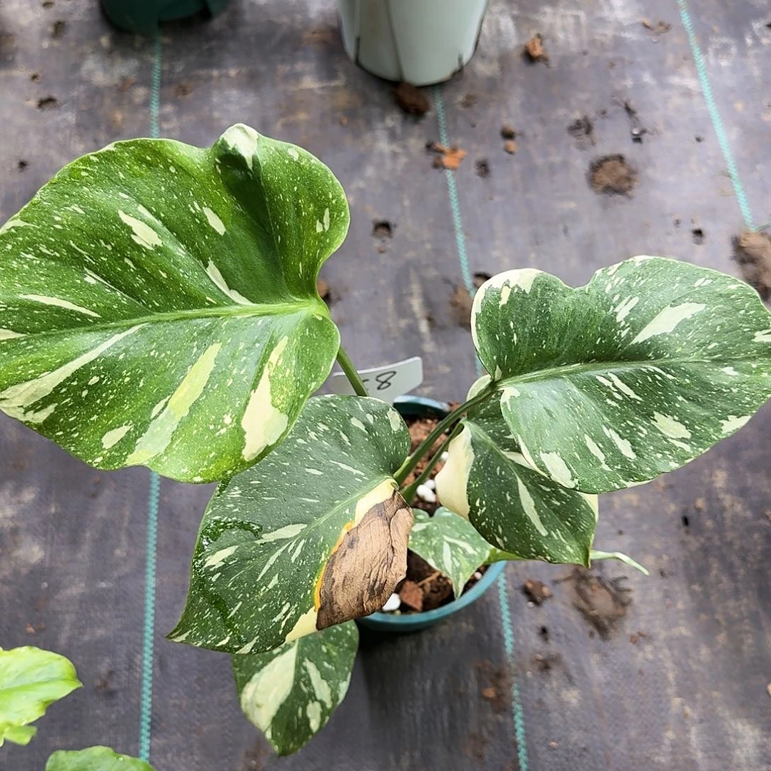 无花朵C个体洒金c8