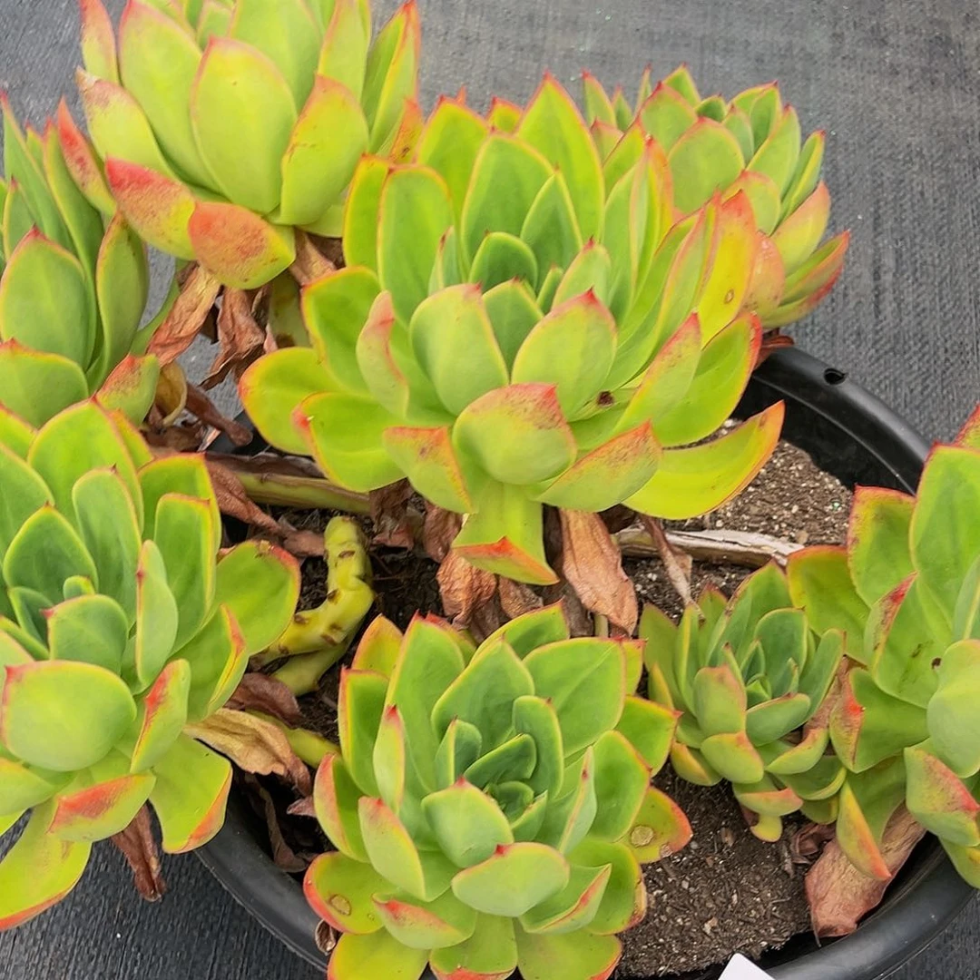 水*花蝴蝶群20015