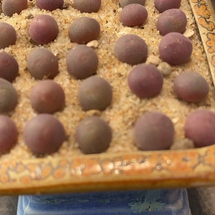 姬空蝉2颗一组。