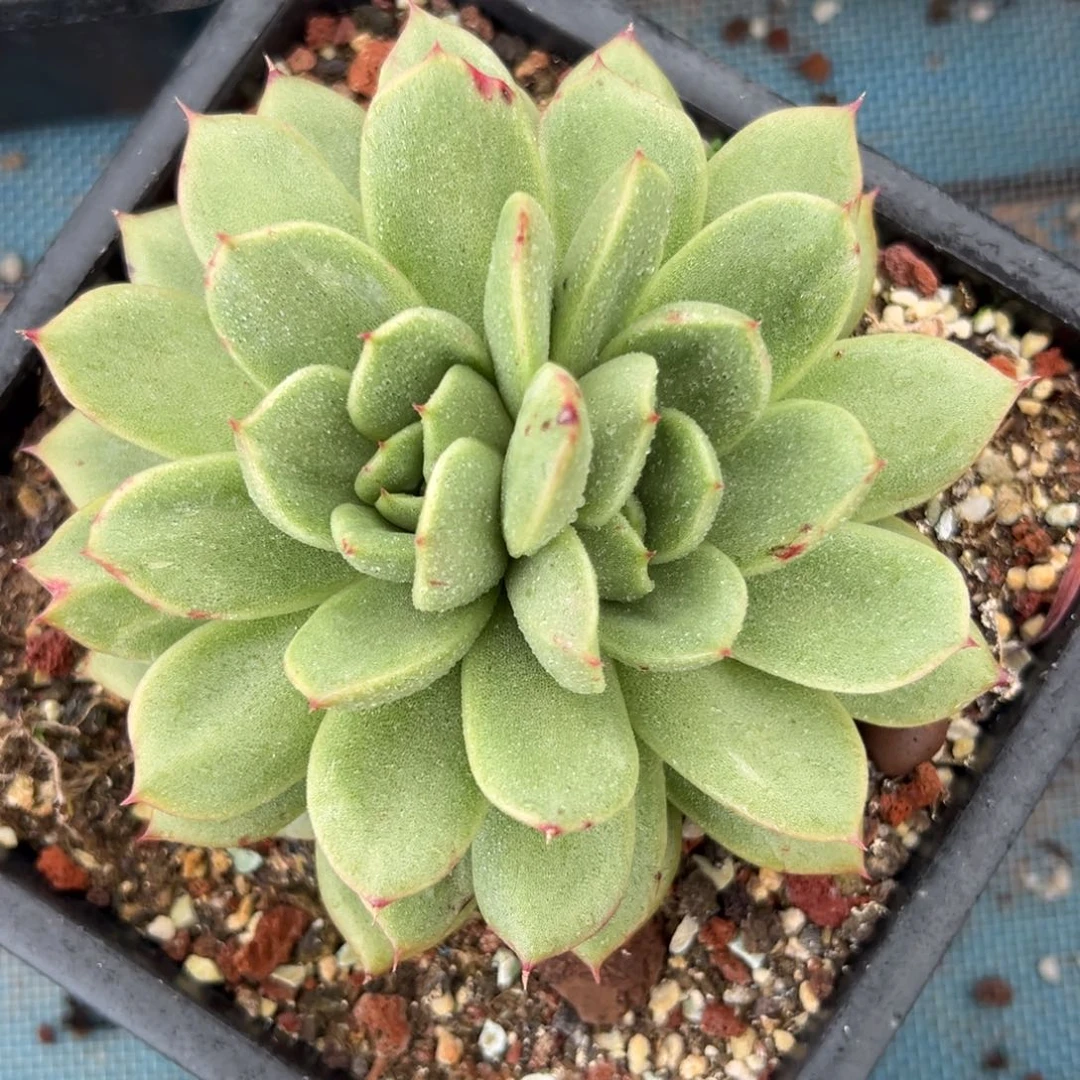 多肉植物一物一拍06