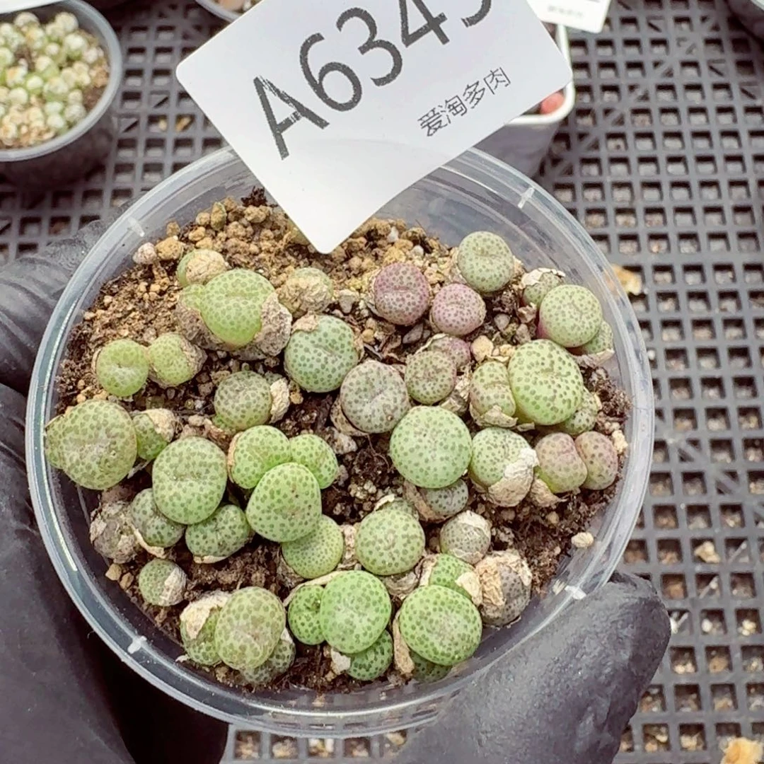 6345—生石花 生石花