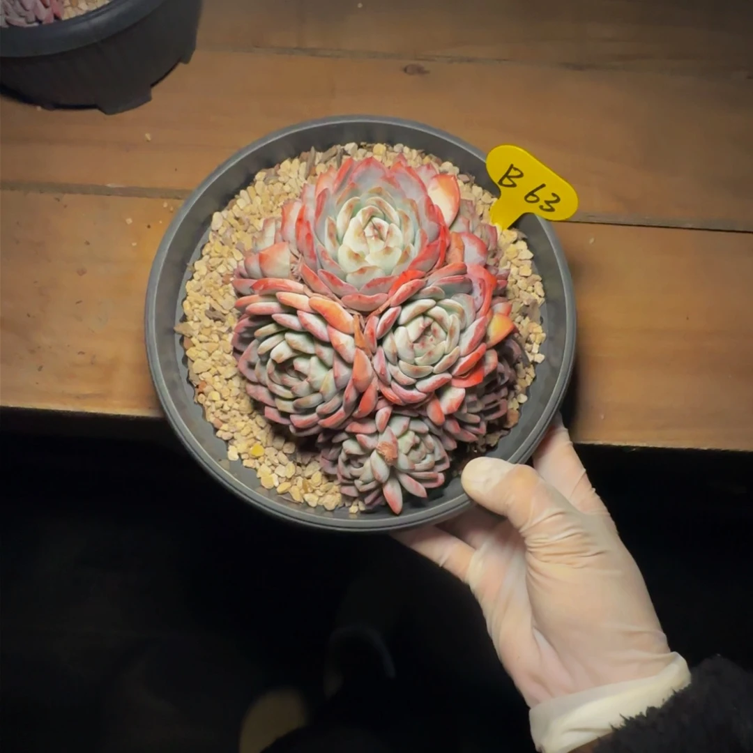 b b b b b b b b 63