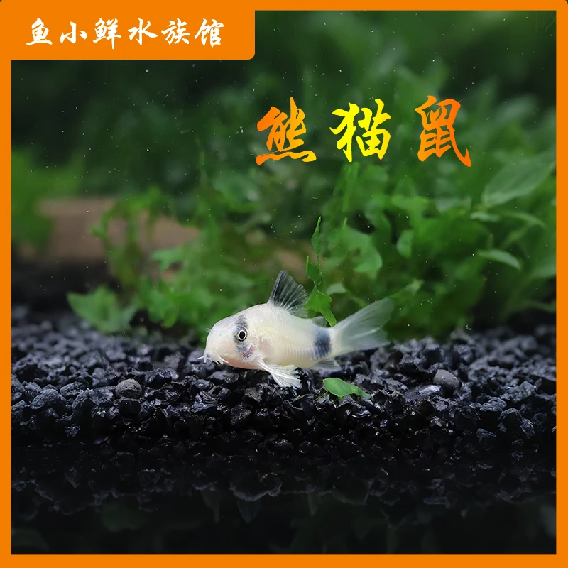 [熊猫鼠鱼]咖啡鼠鱼热带鼠鱼热带观赏鱼清洁鱼工具鱼小型鱼