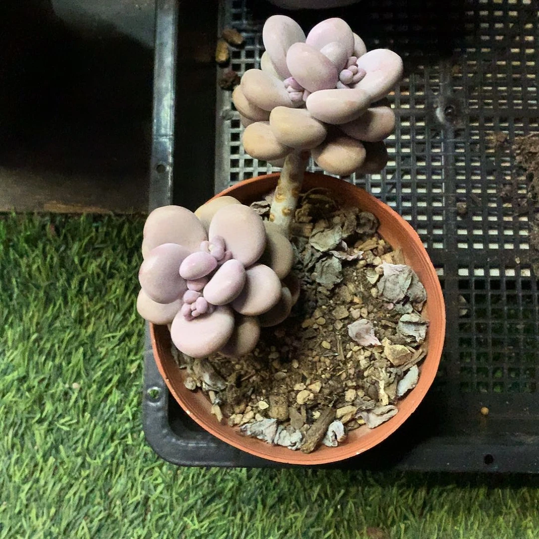 婷*?圆叶桃蛋一物一拍