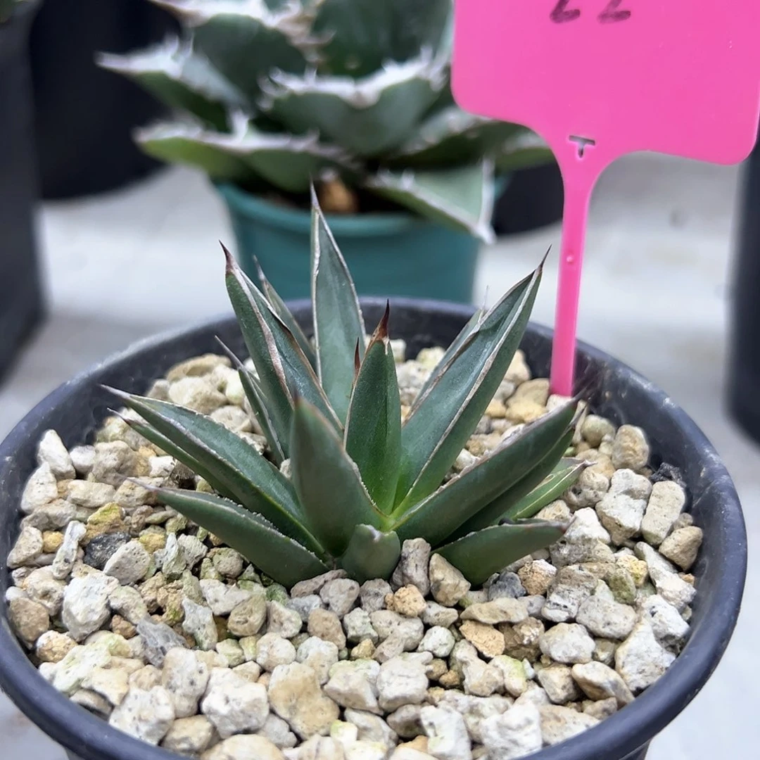 雪岭一物一拍偏远不包邮不退不换