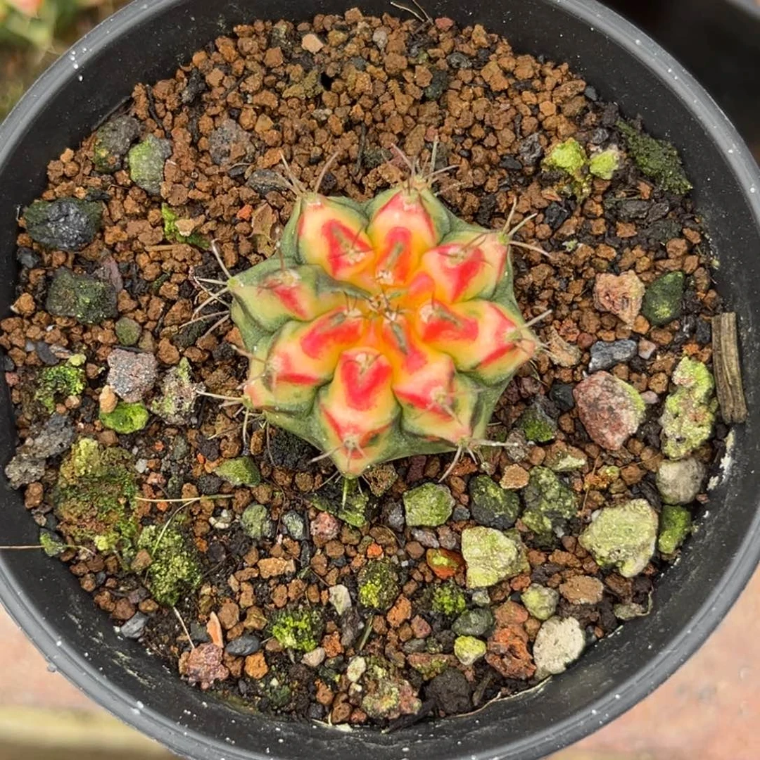 花蝴蝶侧牙，带盆土发货