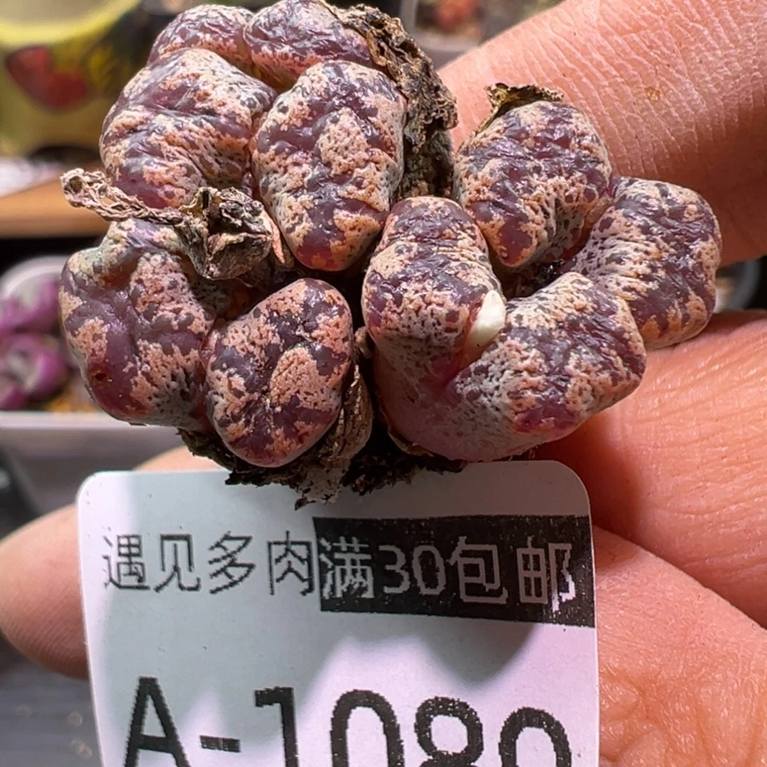 多肉植物111111111111
