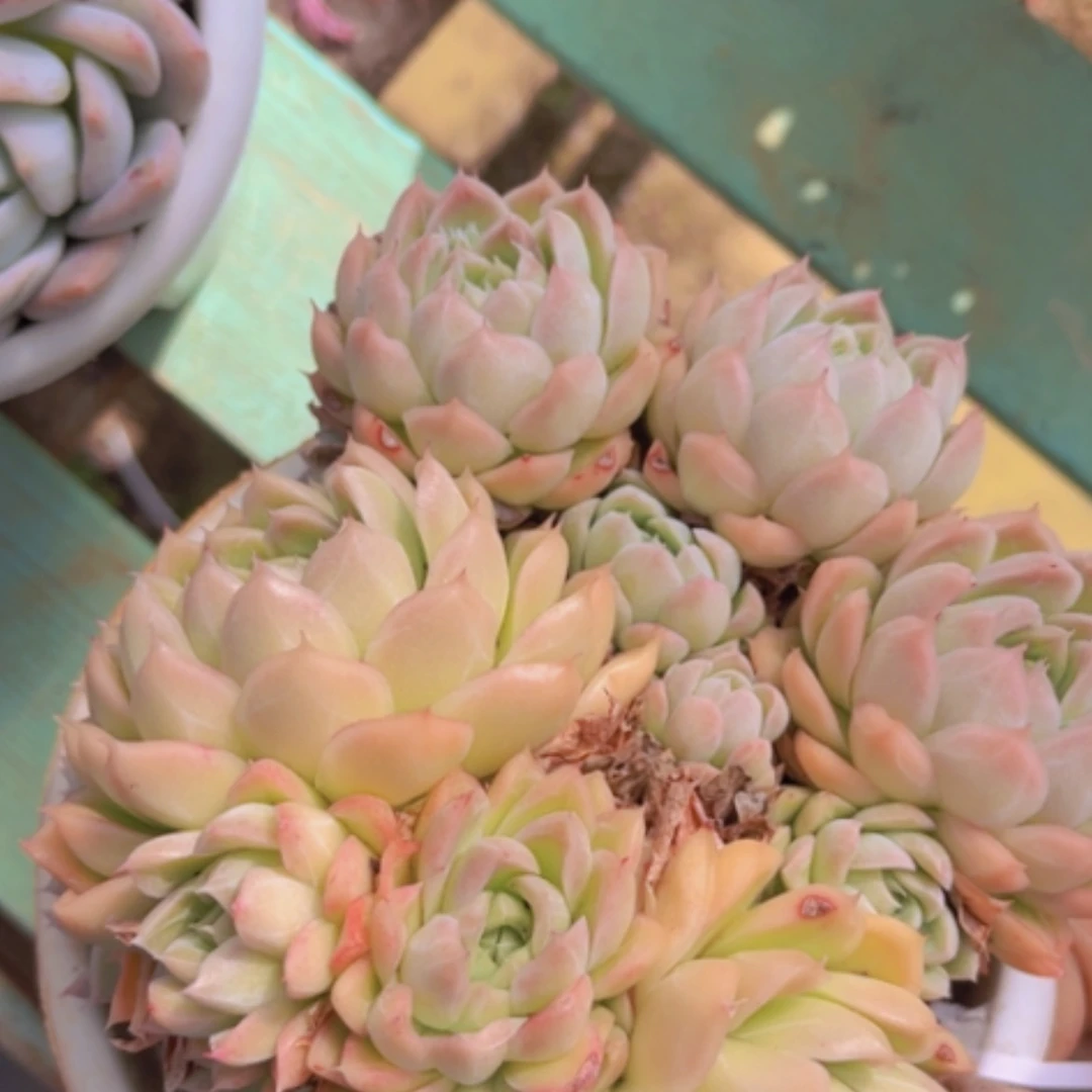 【闪购商品】玲珑珍妮10213