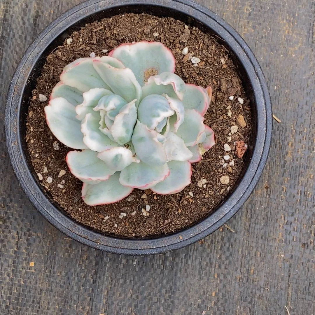 捂****?多肉植物一物一拍