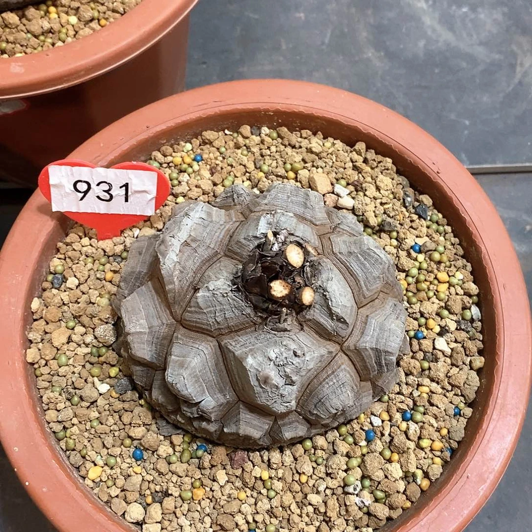 南非龟甲龙龟甲龙