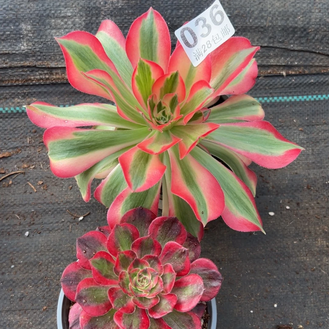 多肉植物036两颗的