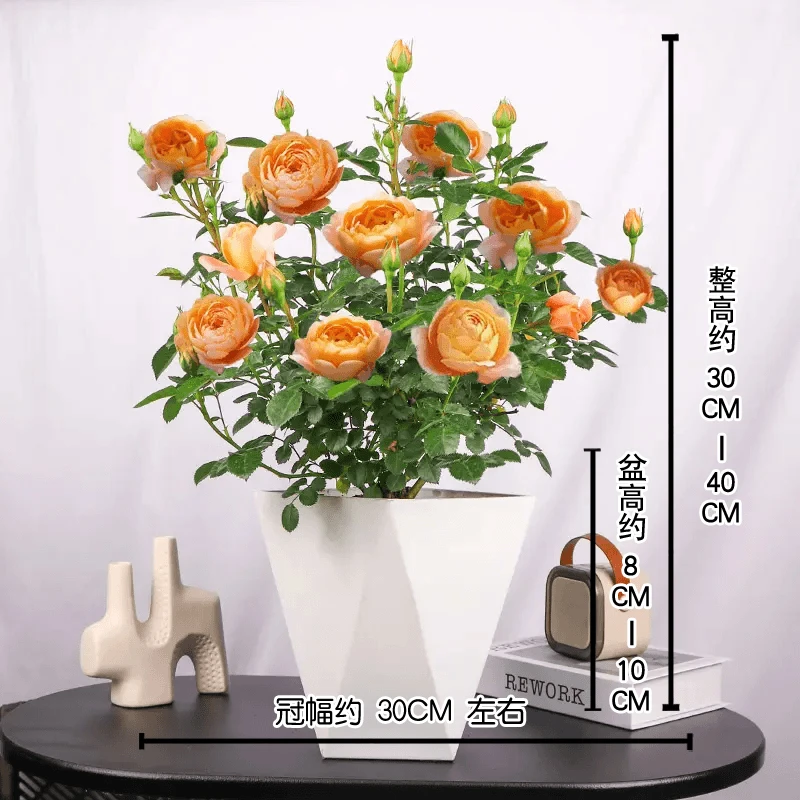 月季花苗果汁阳台带花苞浓香型四季开花易活室内花卉活玫瑰庭院