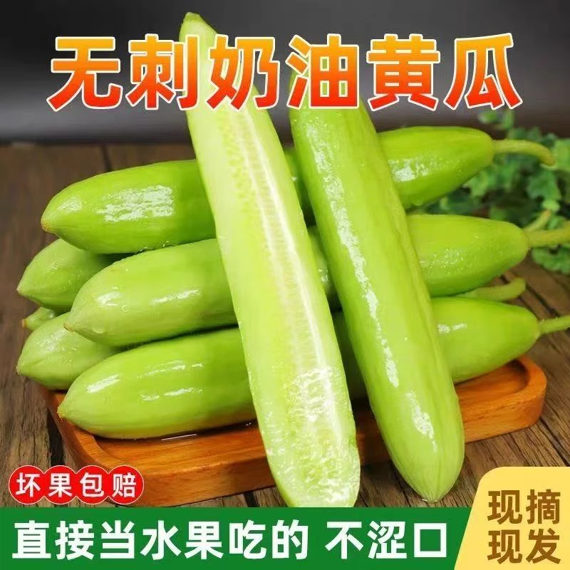 新鲜现摘无刺奶油水果小黄瓜白玉黄瓜脆嫩当季即食生吃清爽脆口