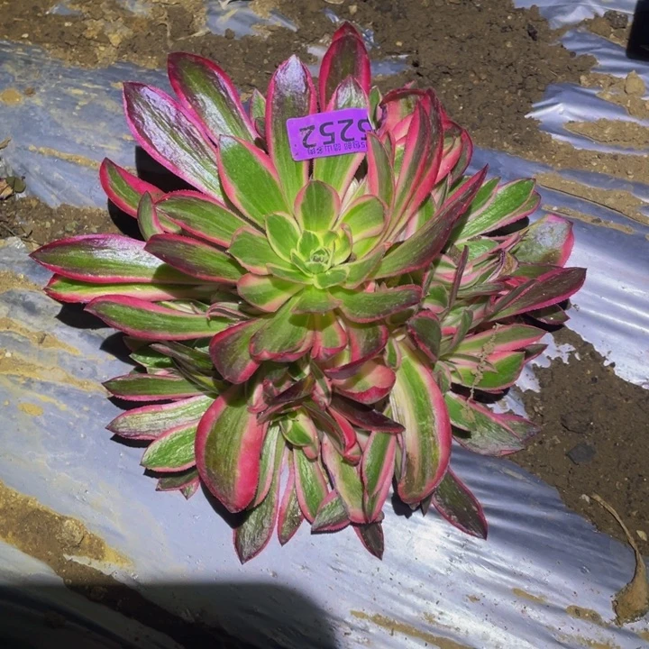 风**人5252男神多肉植物