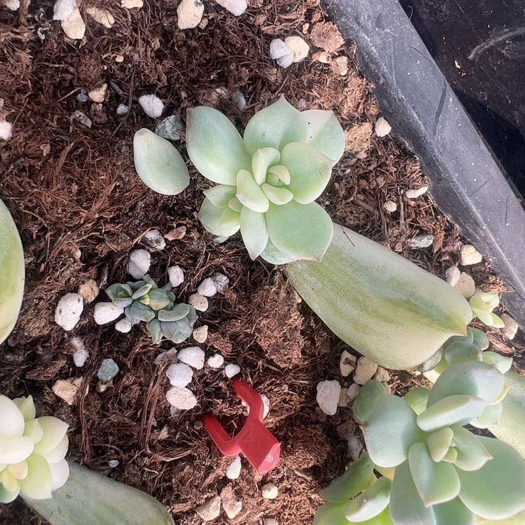 幸***运多肉植物多肉植物