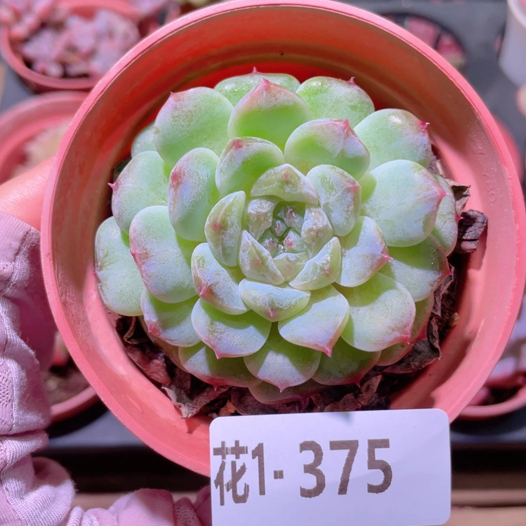 花利美1-375秘境冰魄