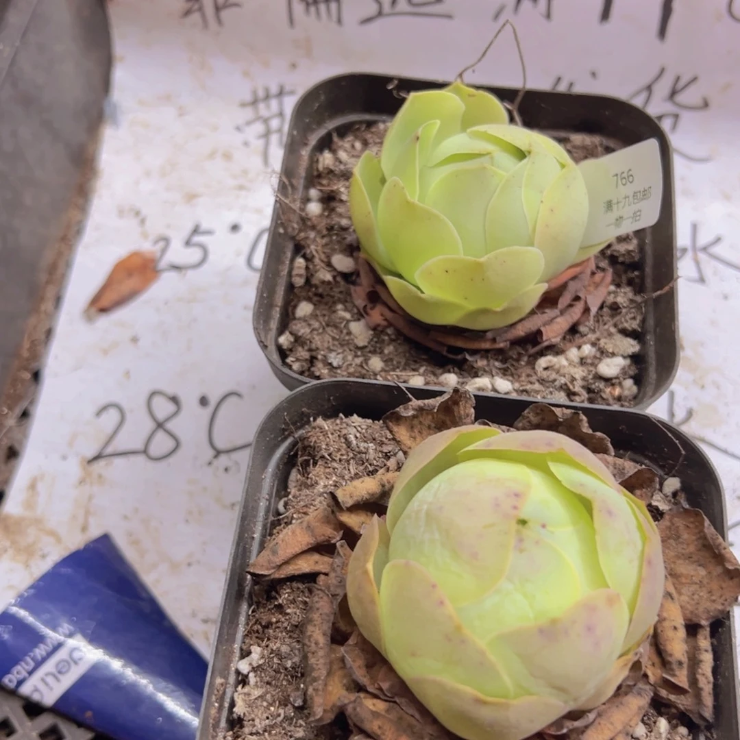 766 侧牙掉了不包损无售后