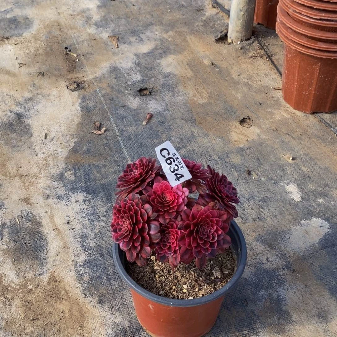喵***喵黑桐超白多肉植物6340000