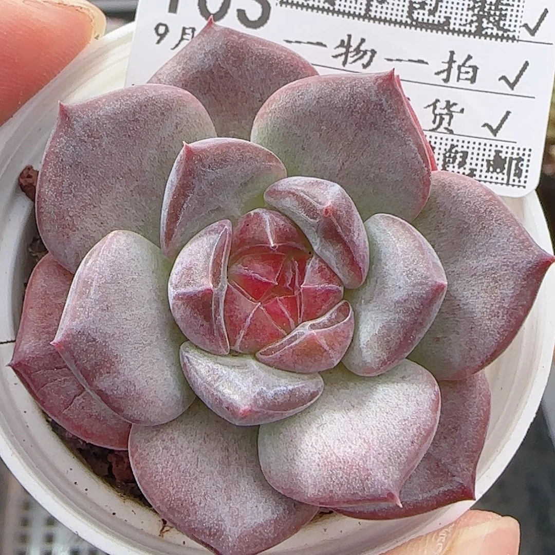多肉0924--103琥珀天使珍妮