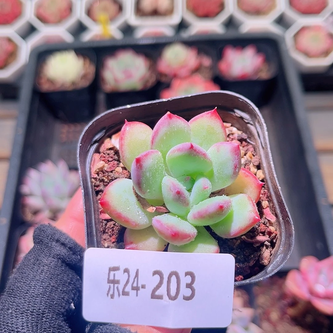 乐然24-203 蜜糖单头