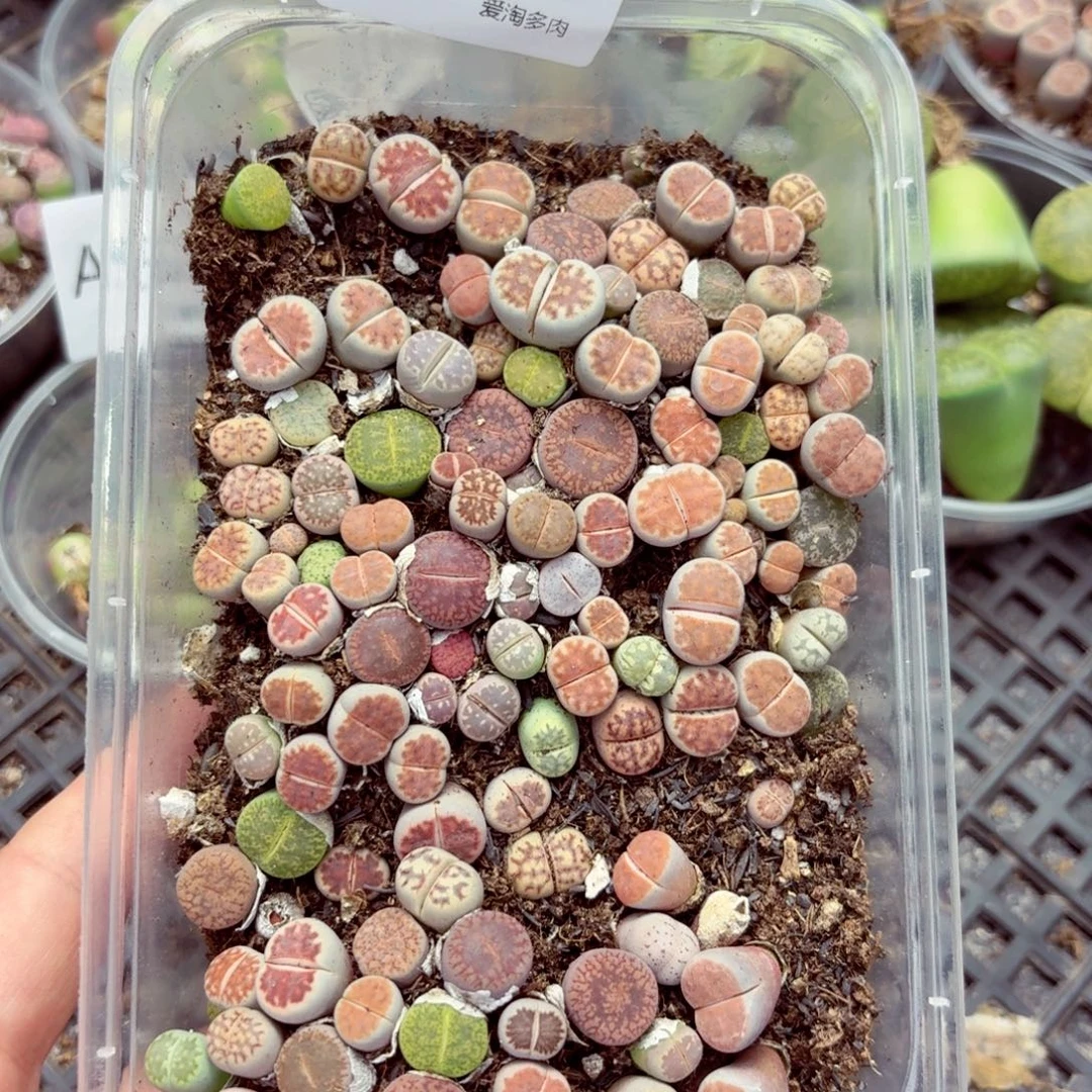 5823—生石花 生石花