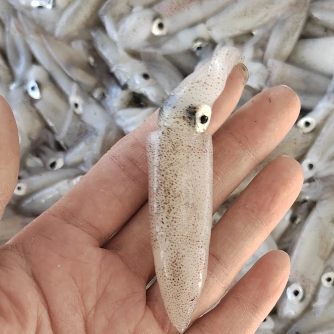 深海小鱿鱼鲜嫩灯管鱿鱼管速冻锁鲜海捕小海兔