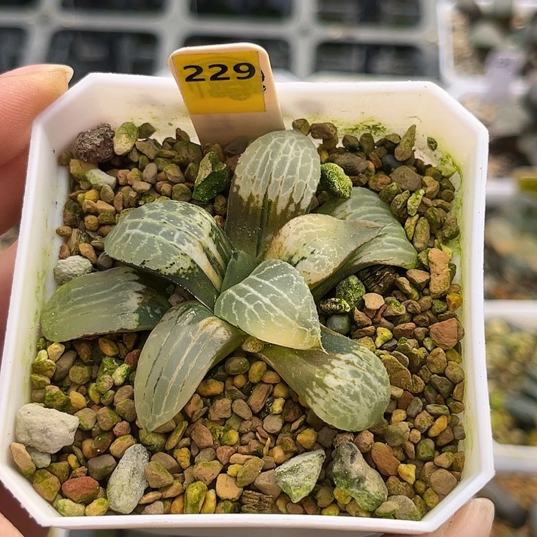 229水晶康平寿锦福利福利