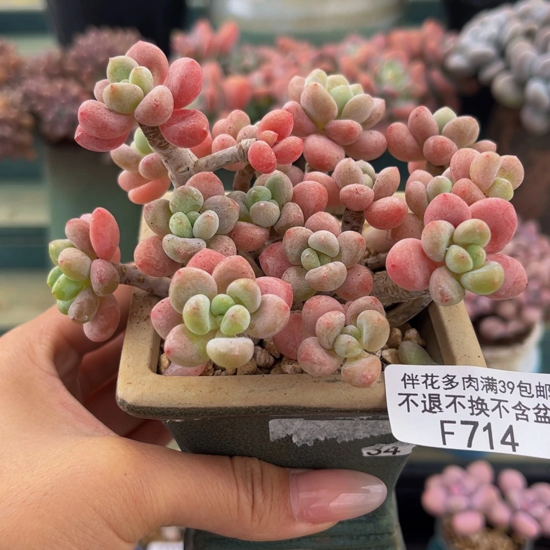 714-老庄鱼子酱多肉9cm
