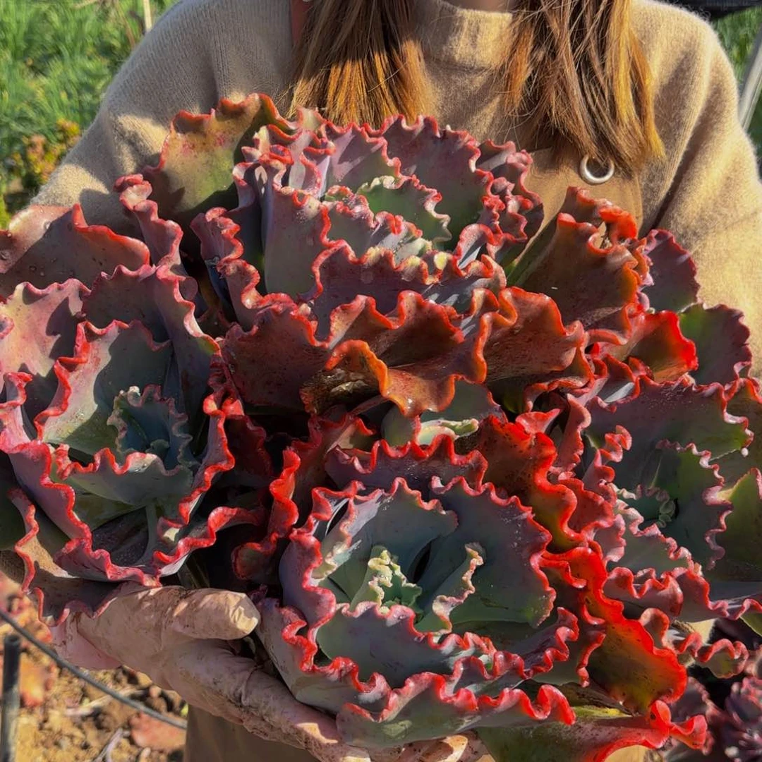 特大号婚纱多肉植物