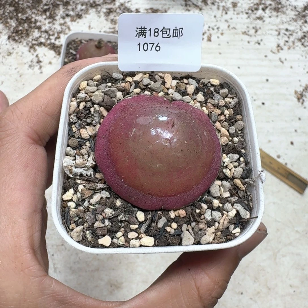 汉**哭1076。大灯泡一颗