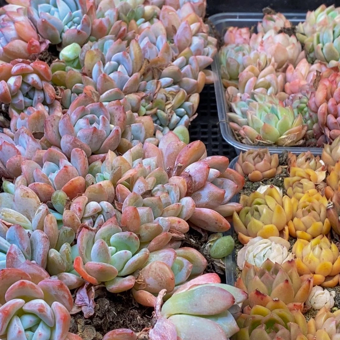 337多肉植物保护研究所所长助理研究员