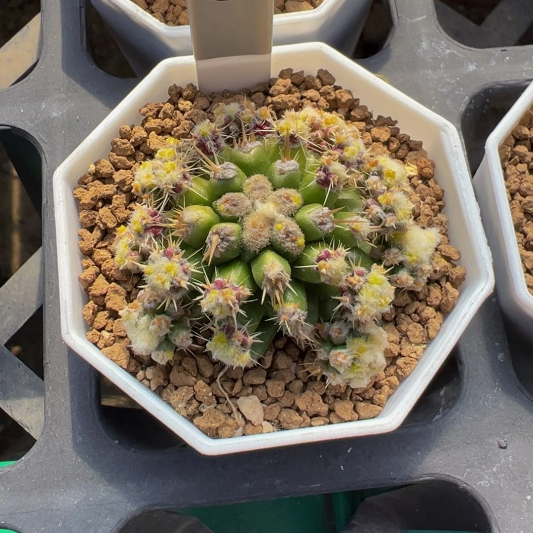 145金琥瑔多肉植物带盆土