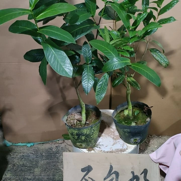 金花茶，四季海棠，原盆原土发货，不包邮